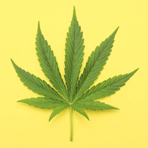 Cannabis Leaf